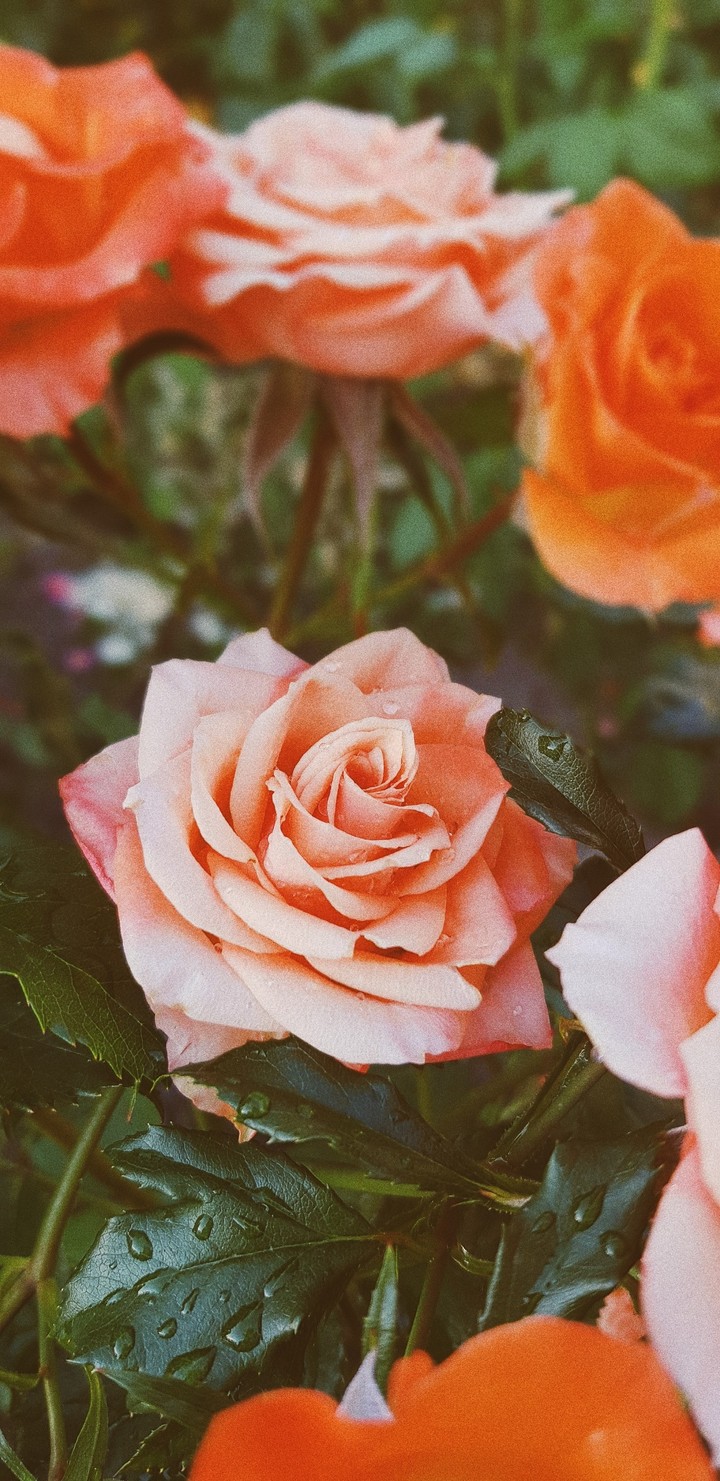rose ?