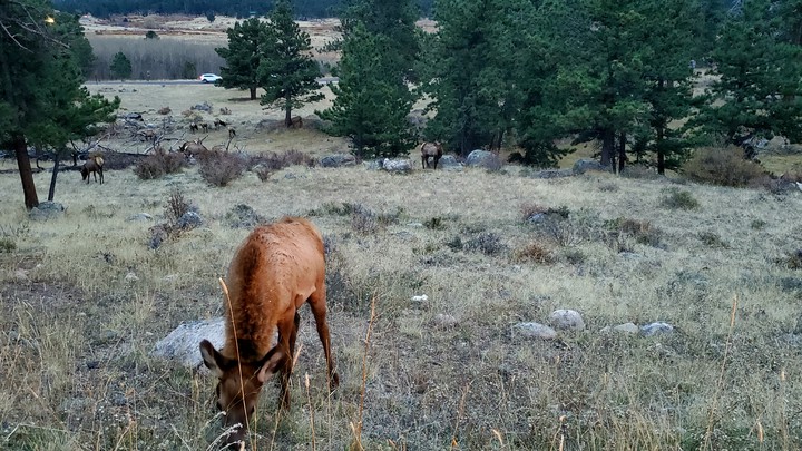 Grazing Elk, Rocky Mountain National Park