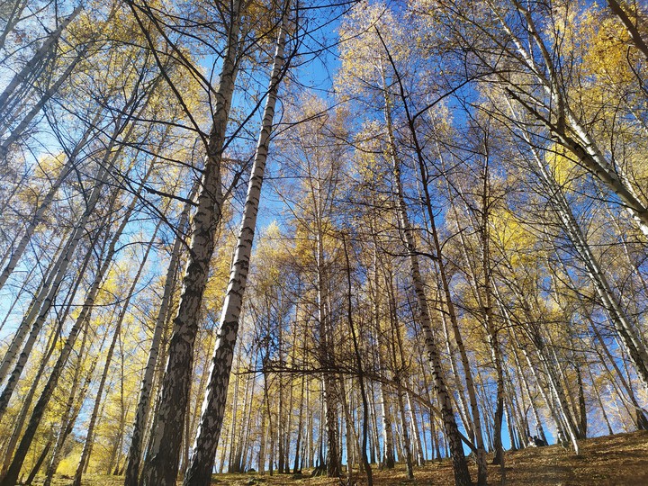 golden autumn