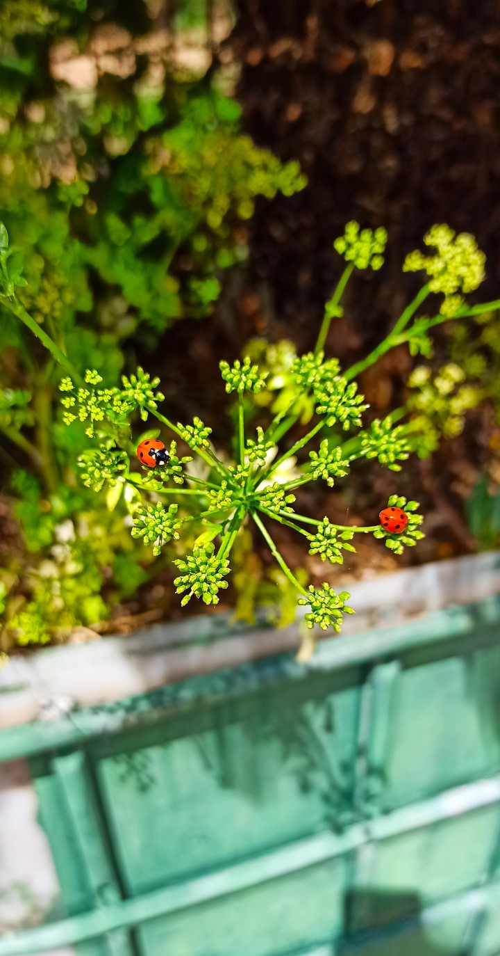 LadybugS