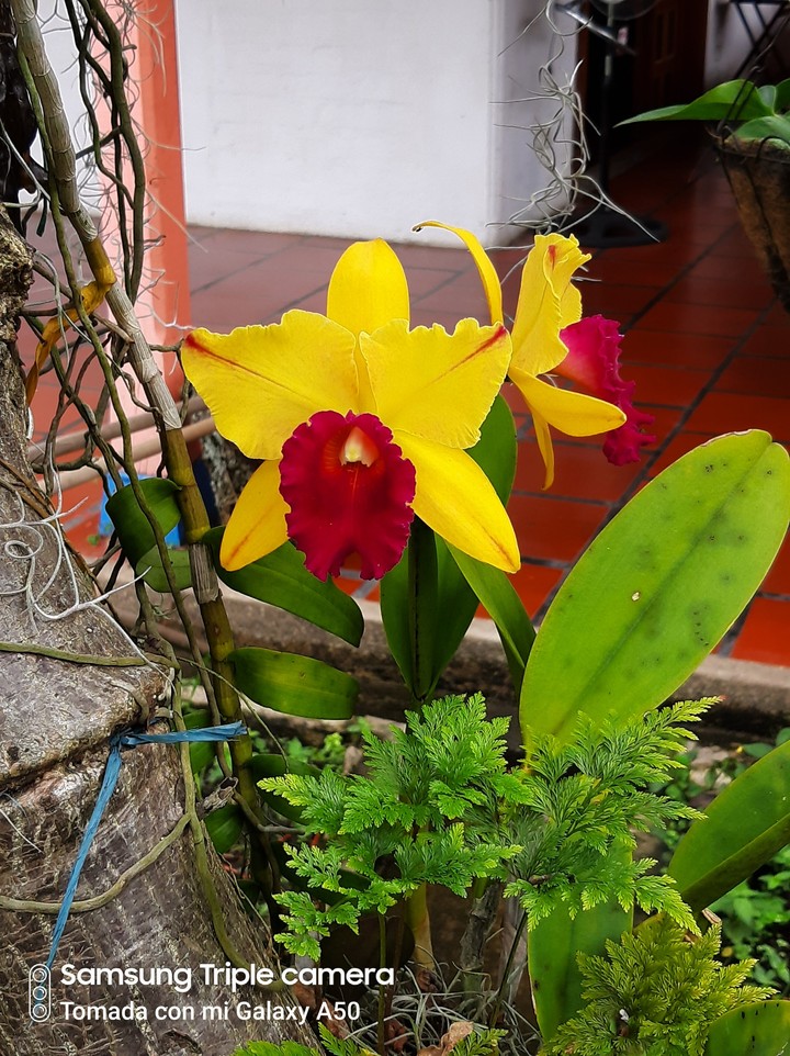 Orquídeas