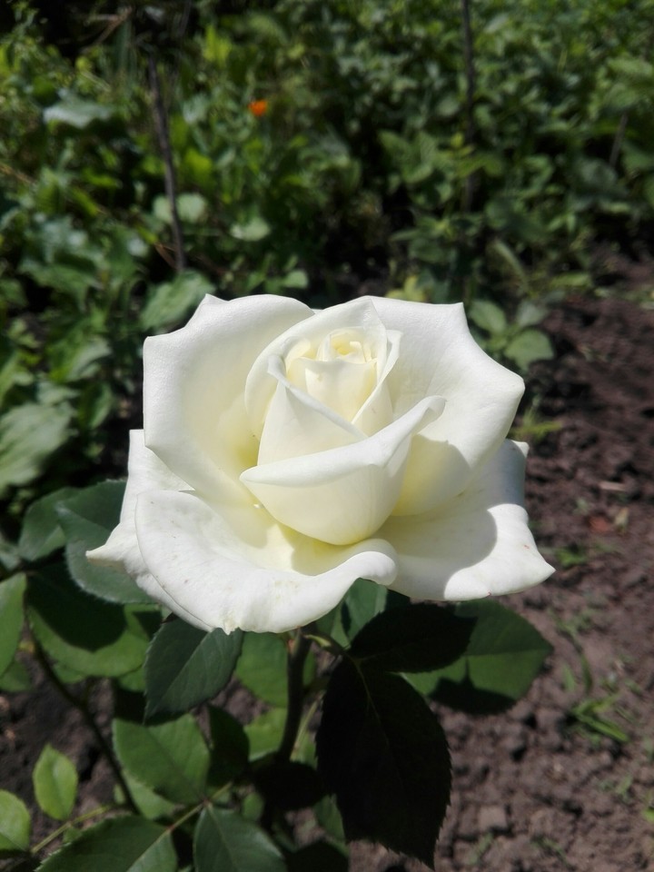 роза
