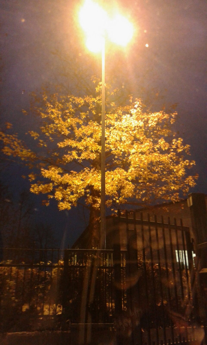 albero