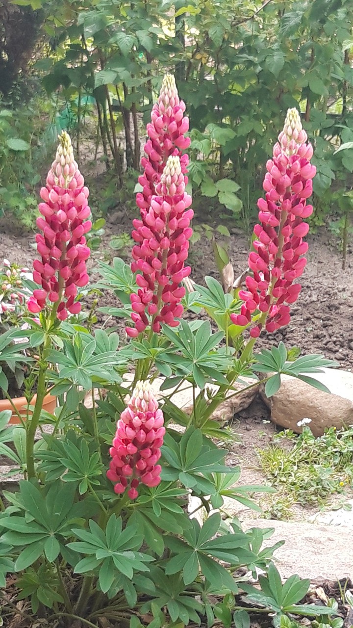 flowers