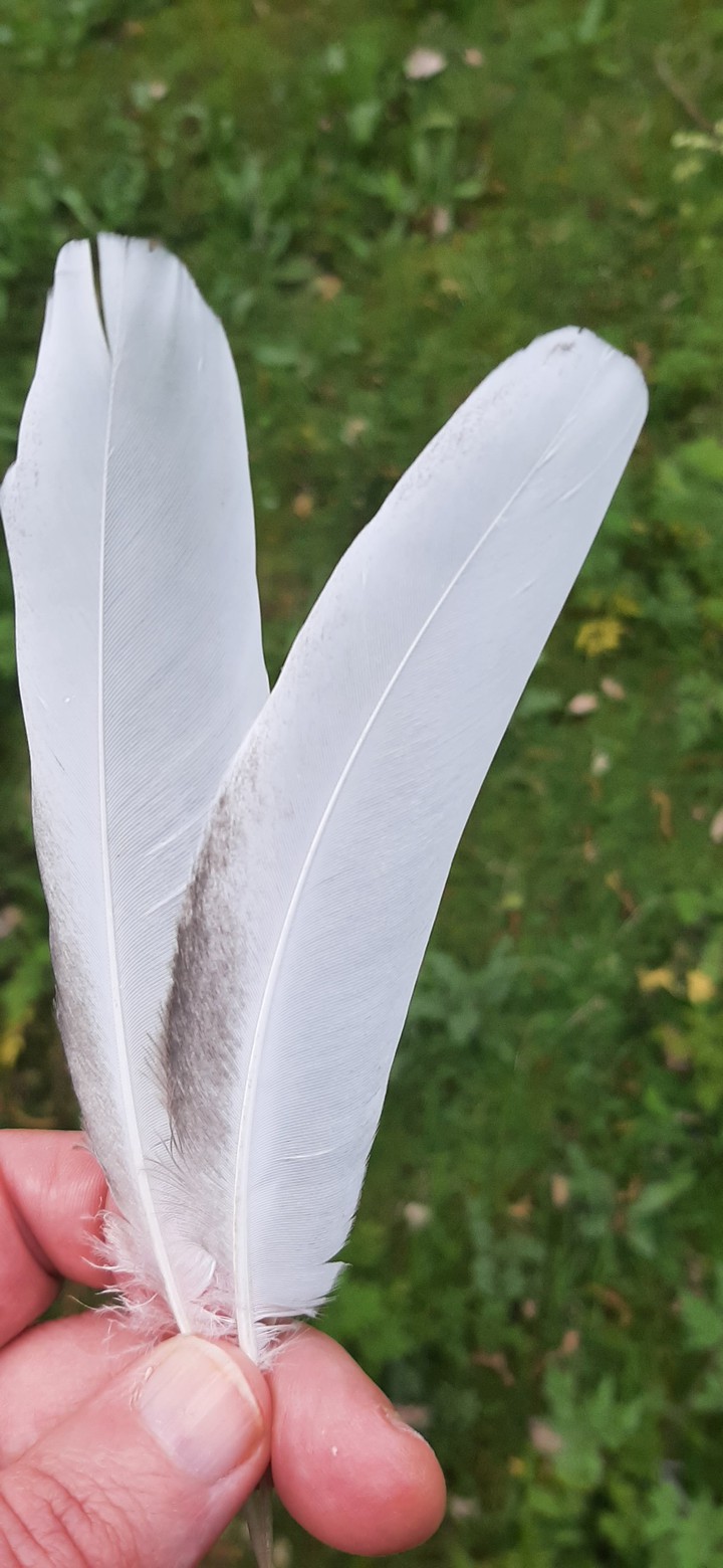 love feathers