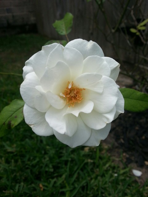 White Rose