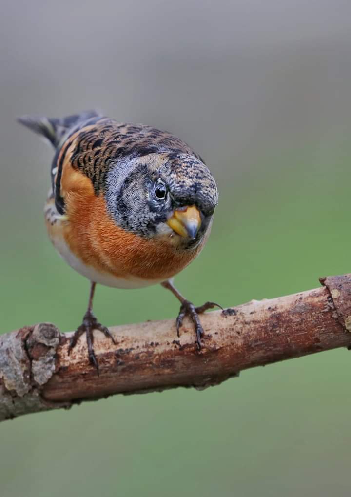 Bird