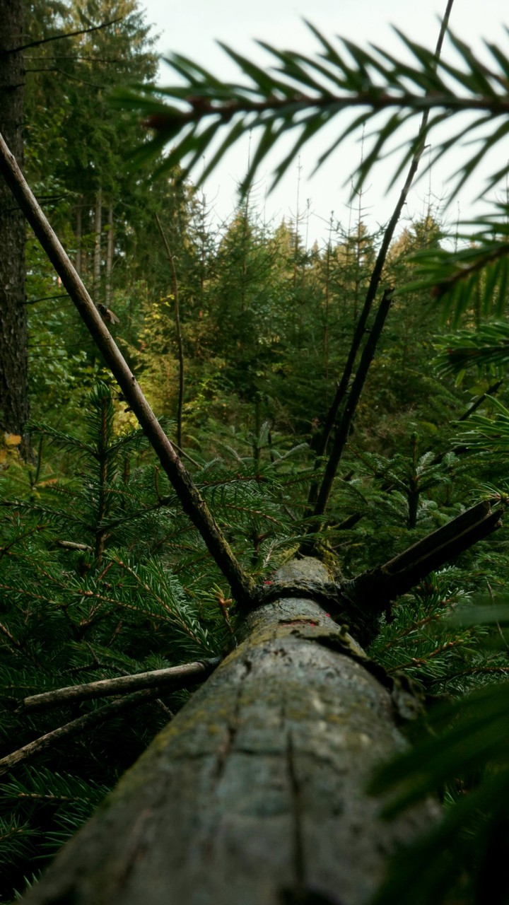 tree