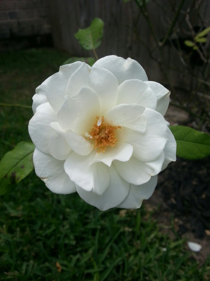 White Rose