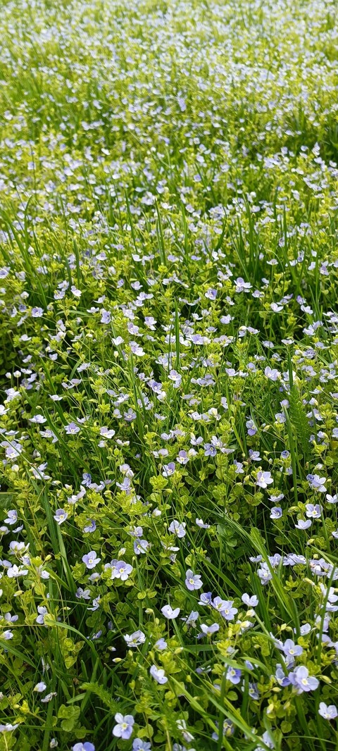 plant, flower वॉलपेपर