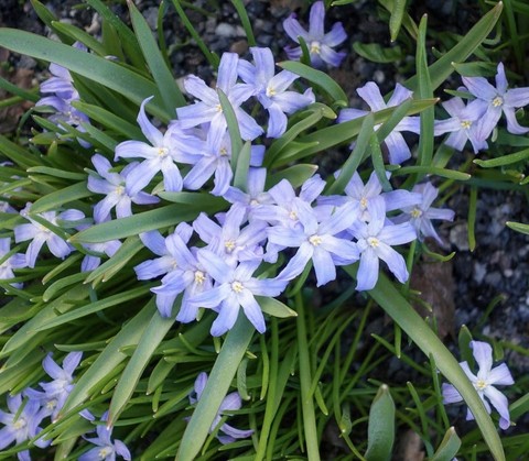 тапети flower, botany