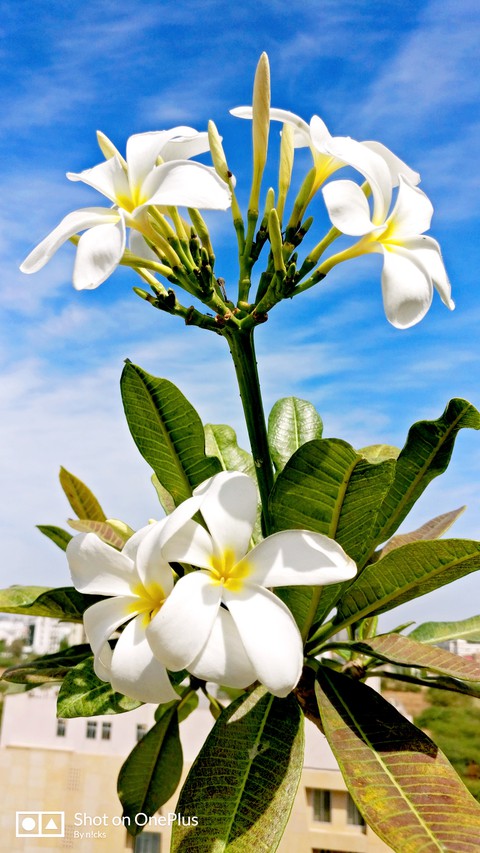 Let it bloom.!!!