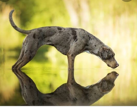 fondos de pantalla plant, snout