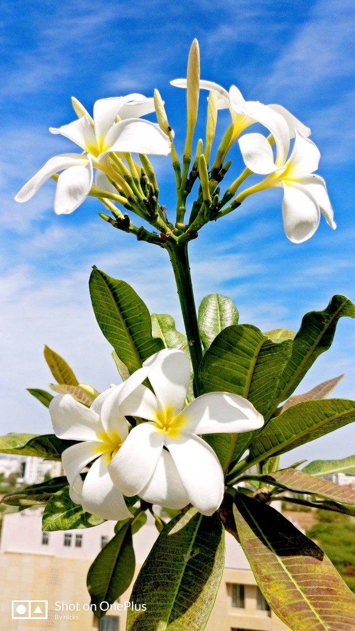Let it bloom.!!!