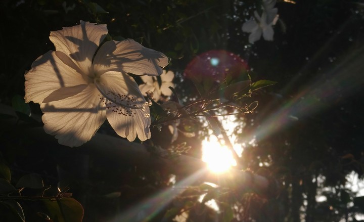 Hilly Hibiscus