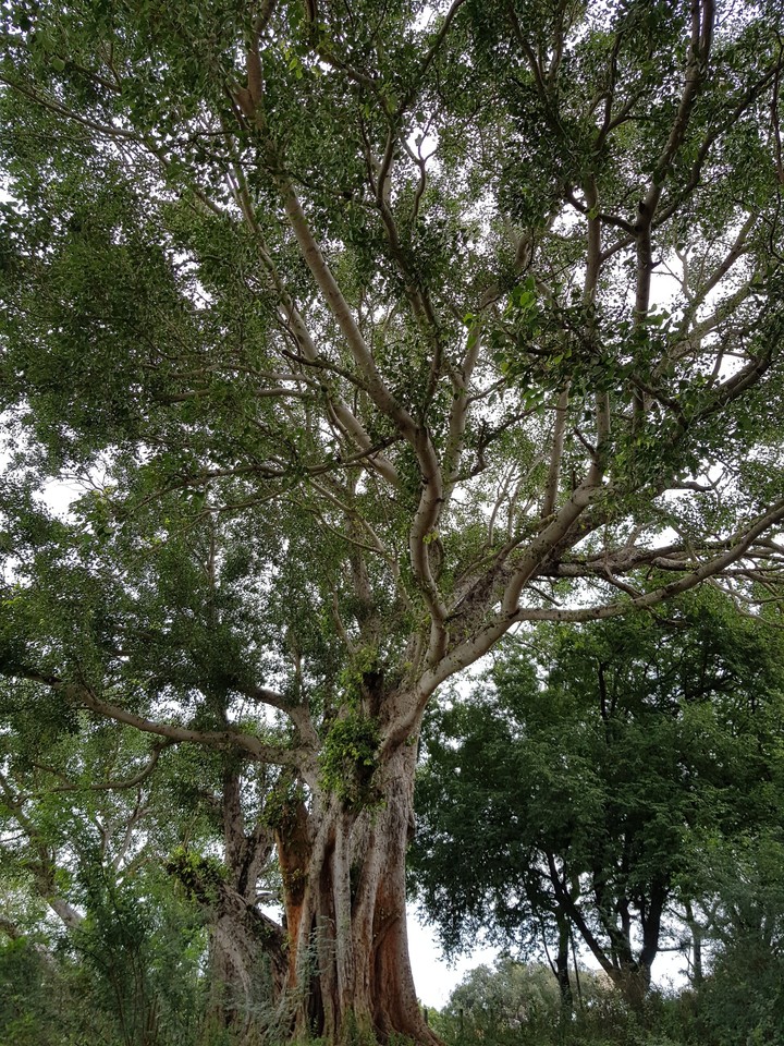 300 years old tree