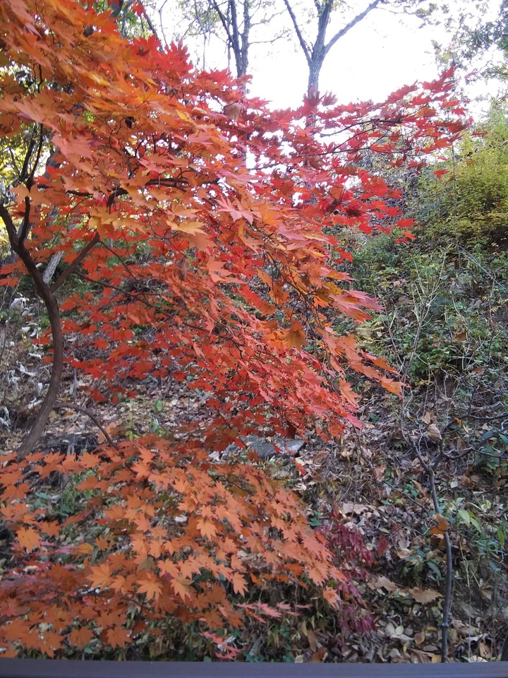 단풍