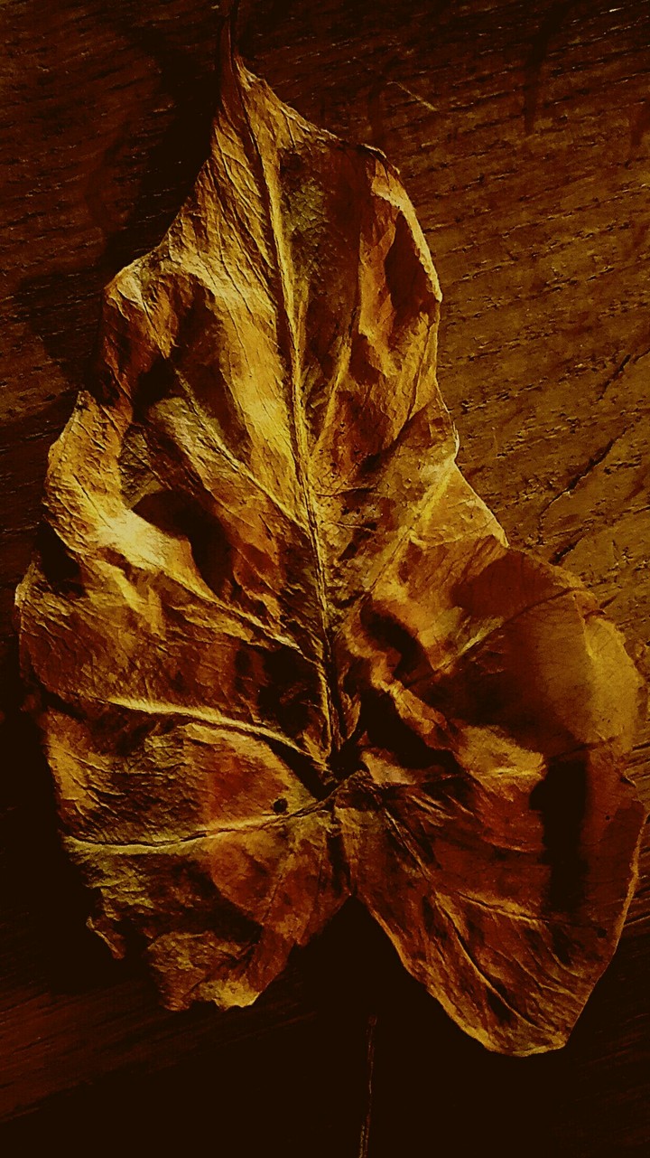 leaf