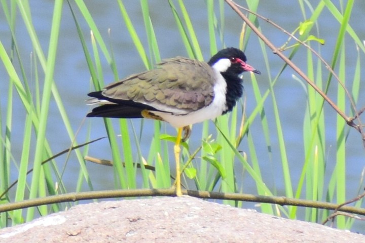 Rear Hen