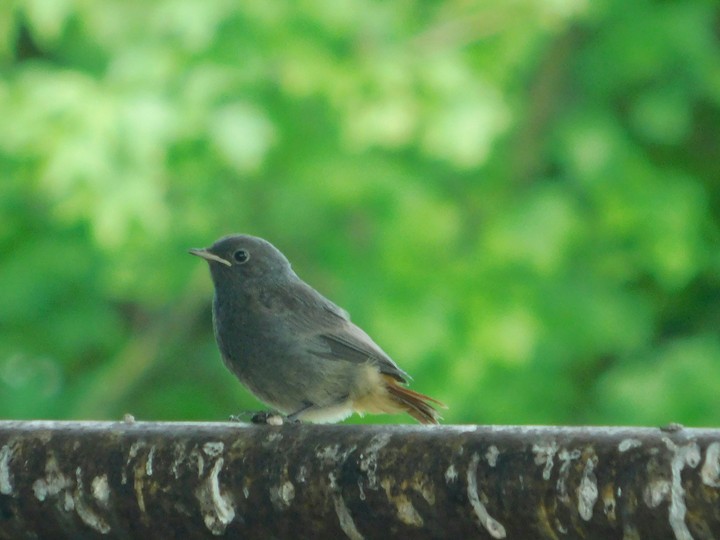 A bird