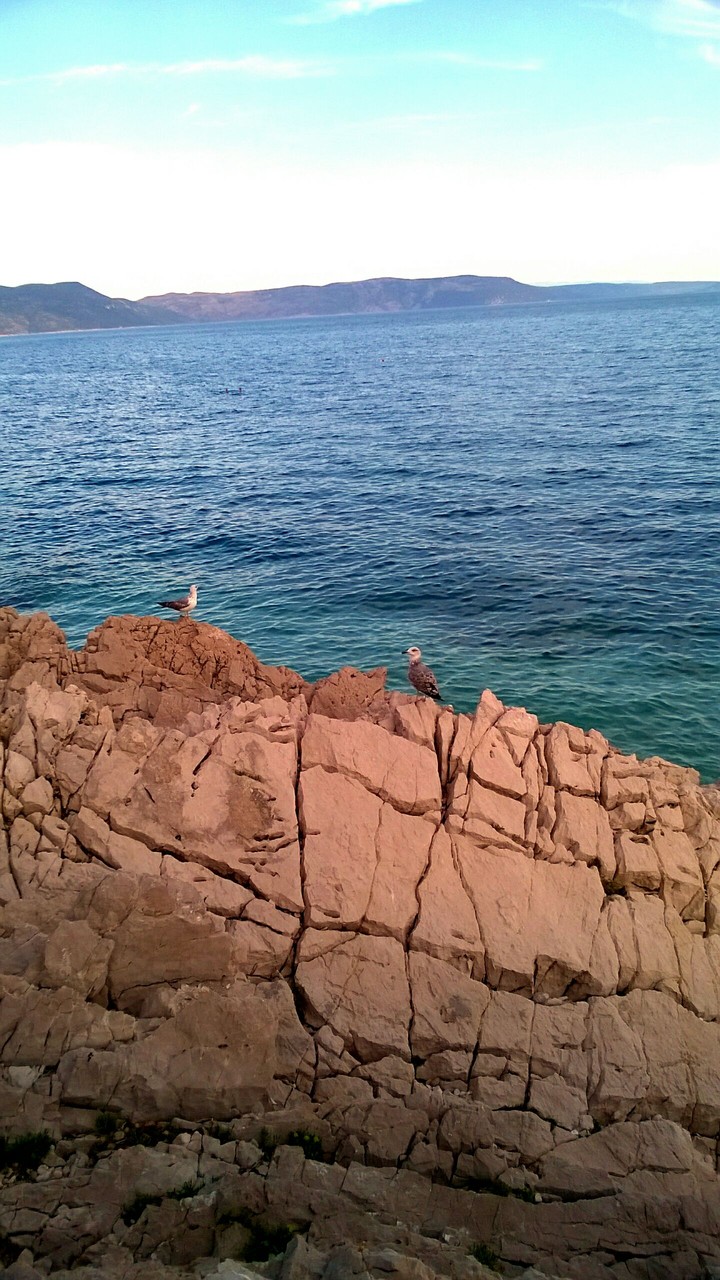 seagulls