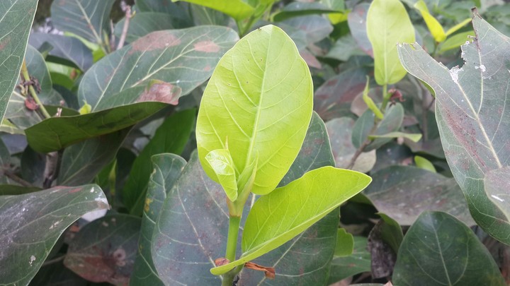 Budding leaf