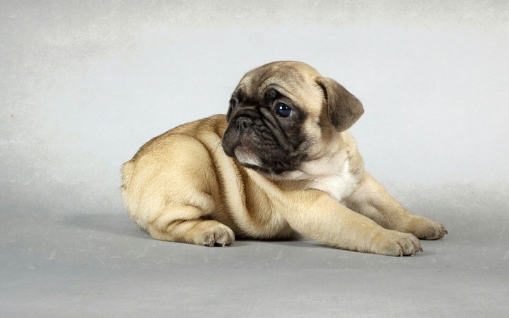 bulldog