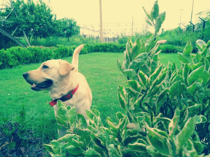my cute dog 