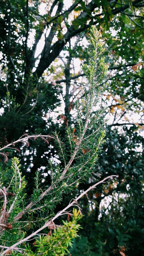 Nature