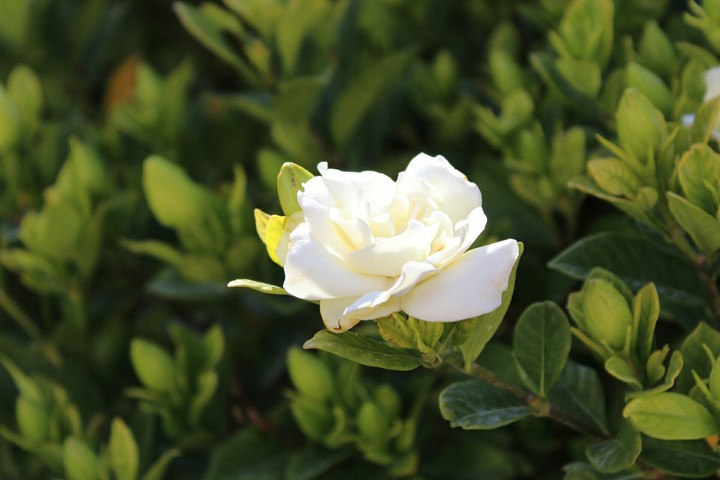 Gardenia