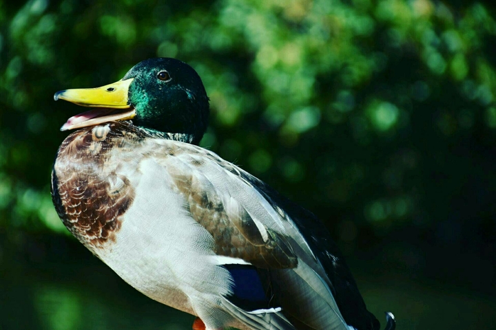 Ente