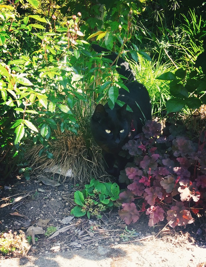 Eye of The Panther