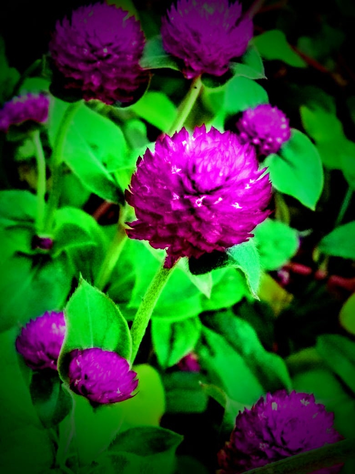 flower
