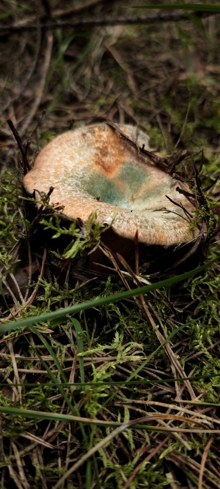 Mushrooms