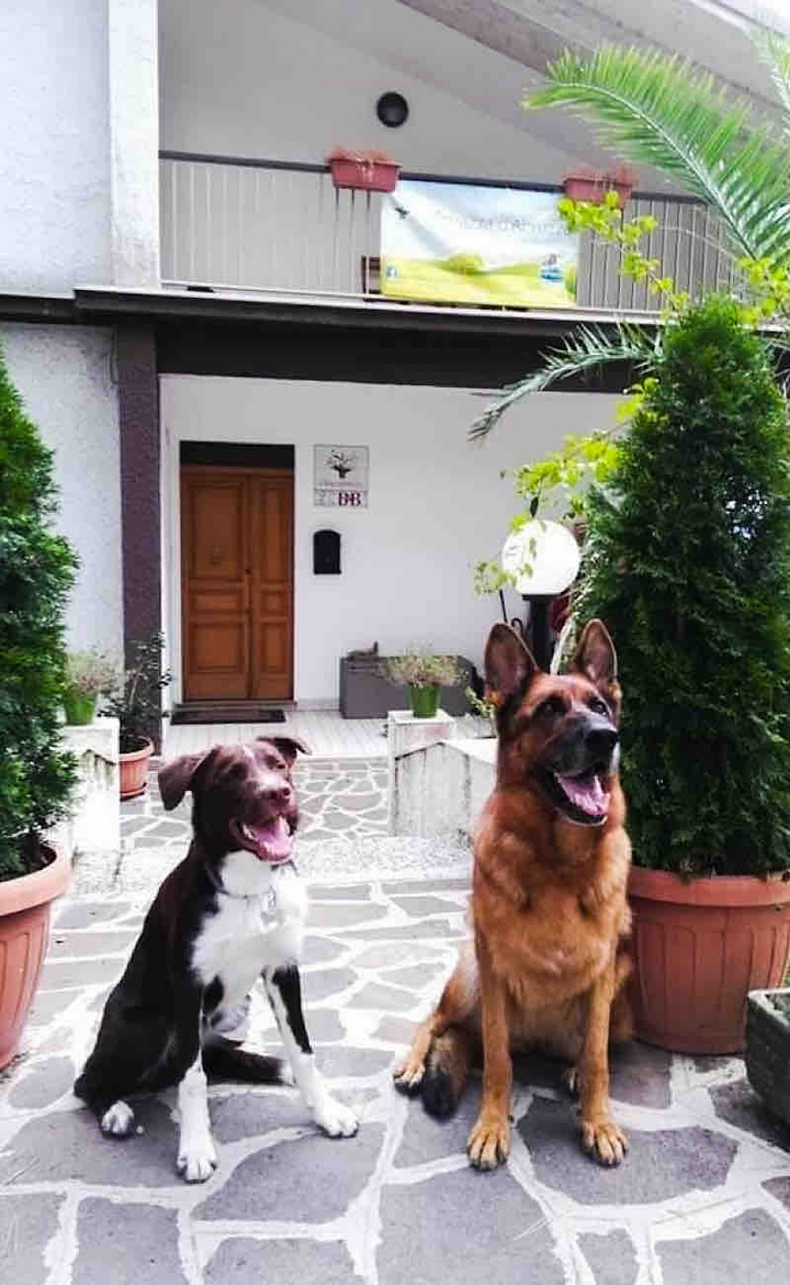 Dogs