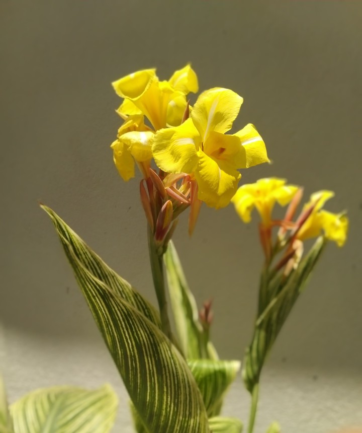 yellow flower green leaf