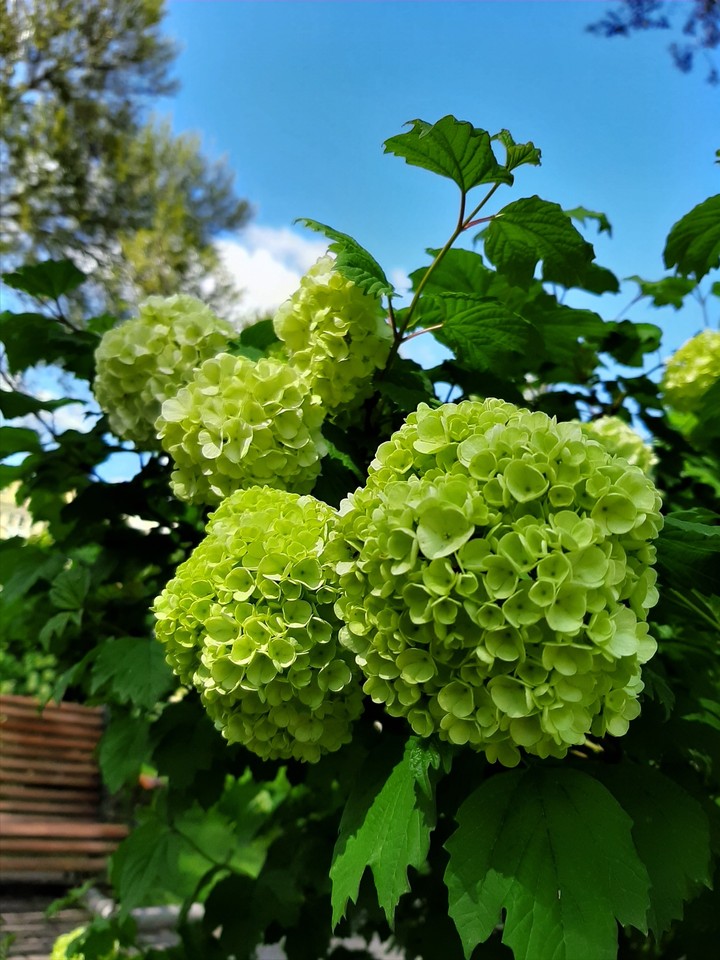 flowers