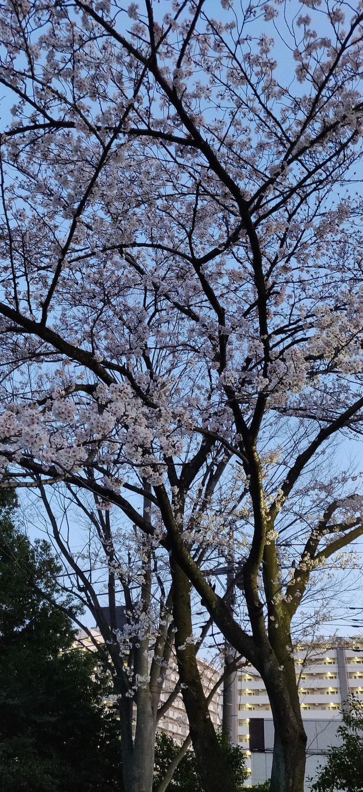 sakura season