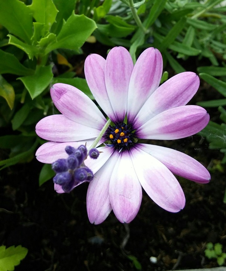 First blossom