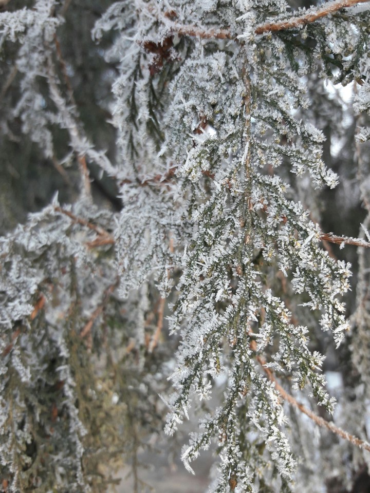 snow on fir tree 1
