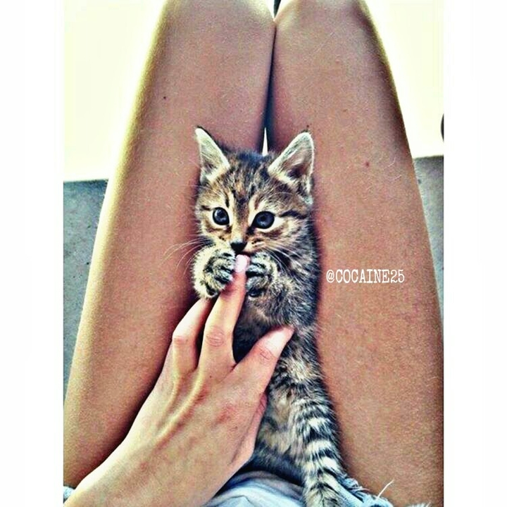 cat