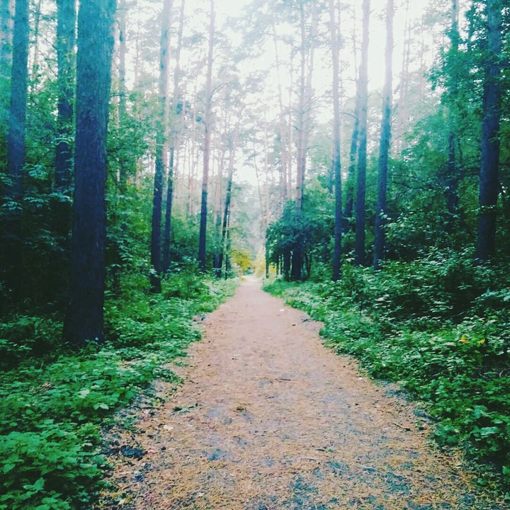 wood