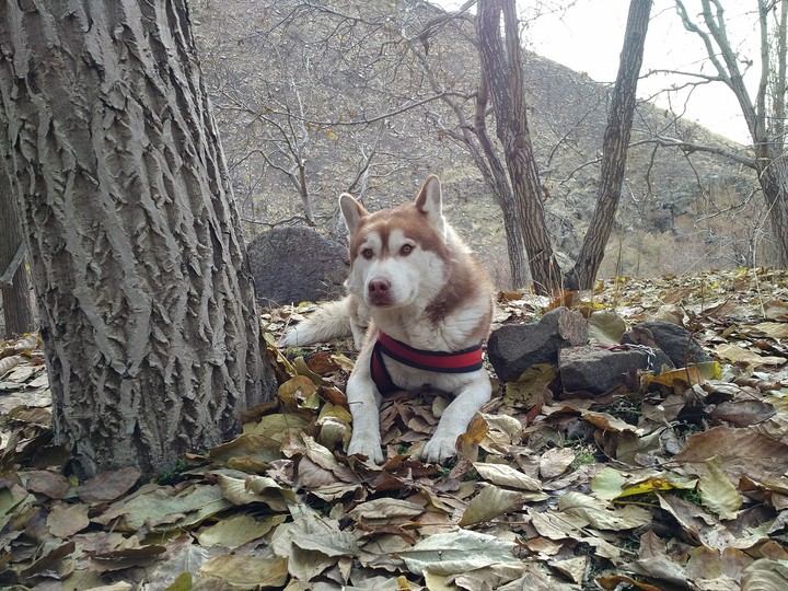 husky