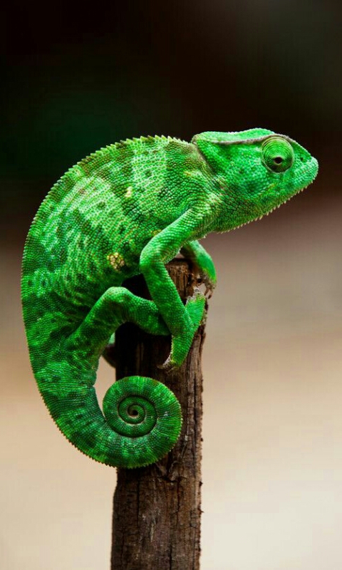 chameleon 02