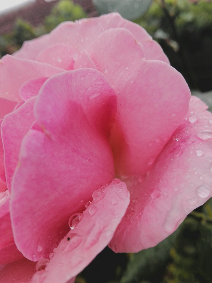 pink rose 5