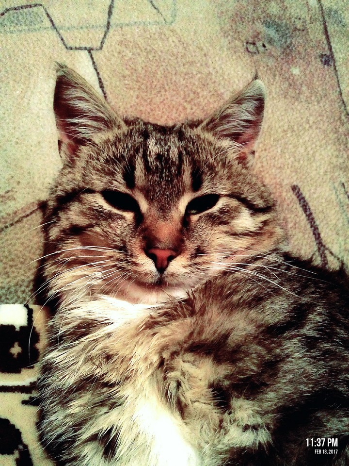 My Cats name's Marsik