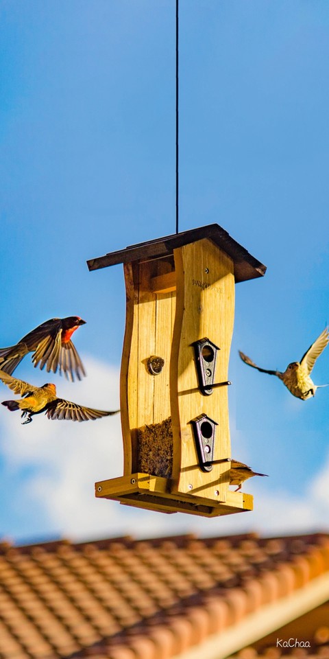 bird home