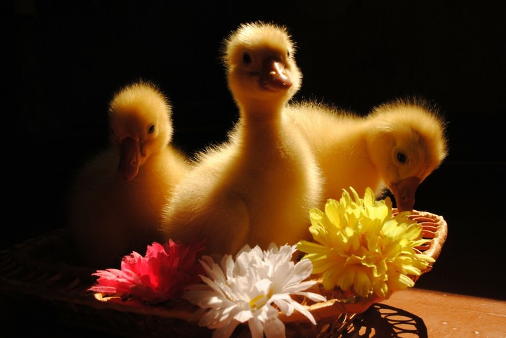 chicken