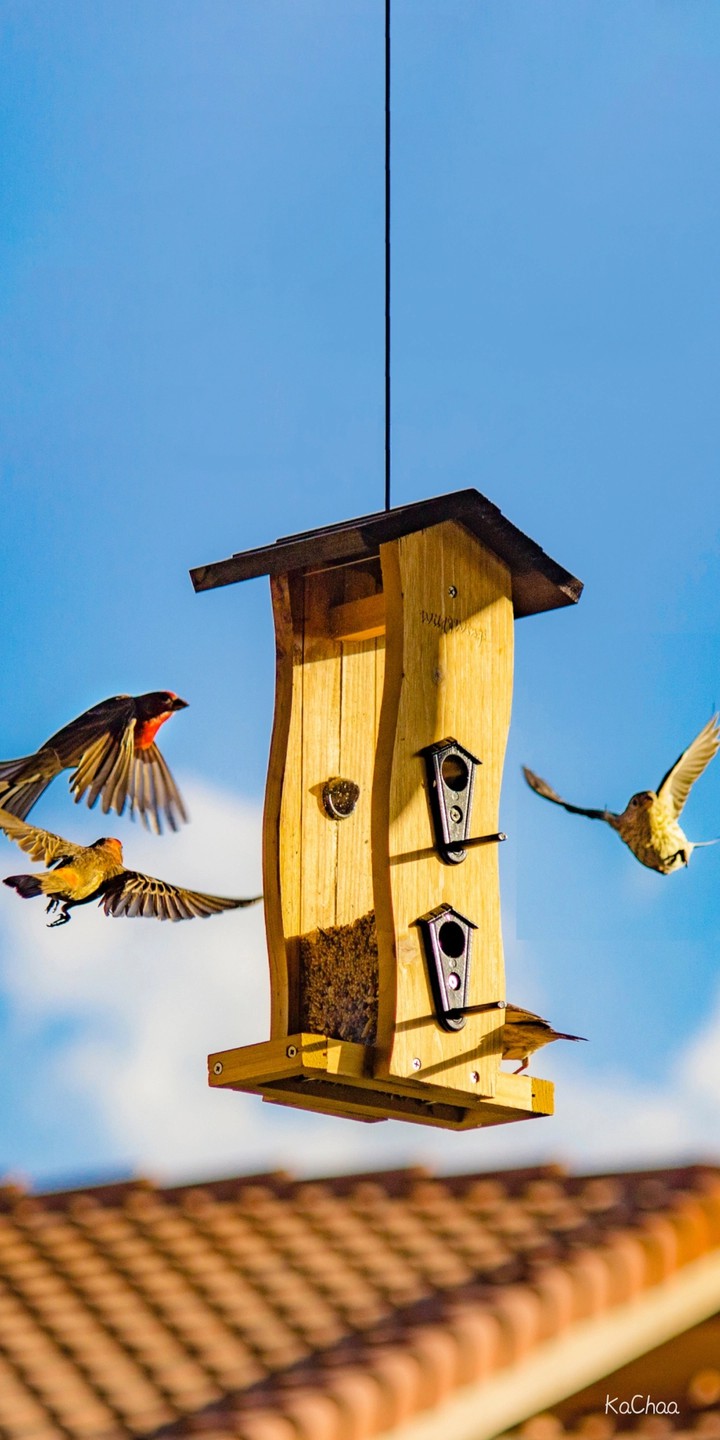 bird home