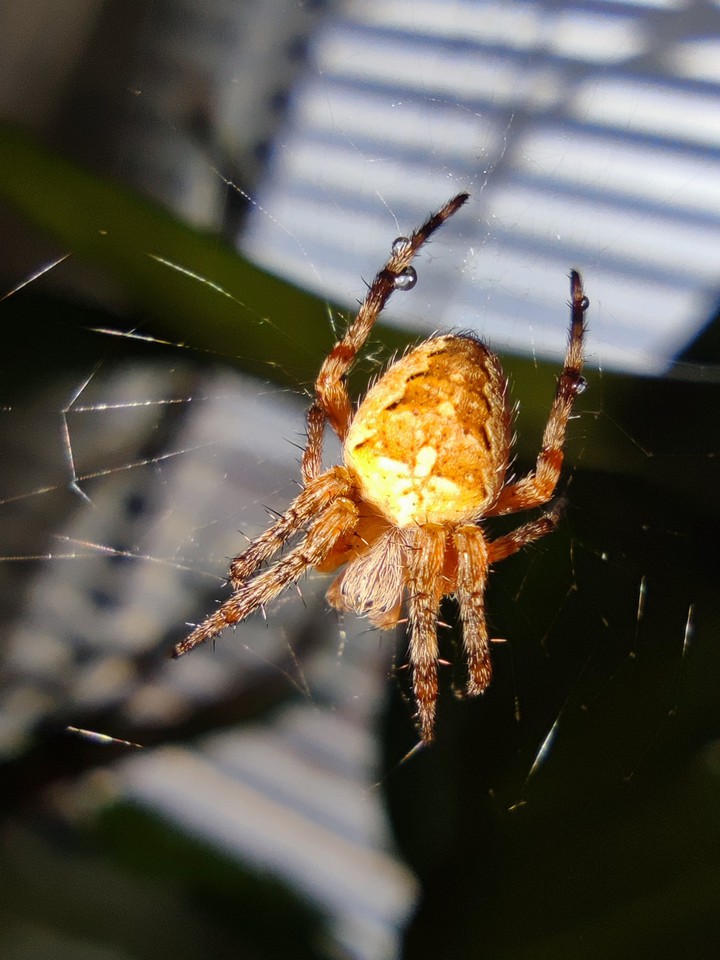 spider